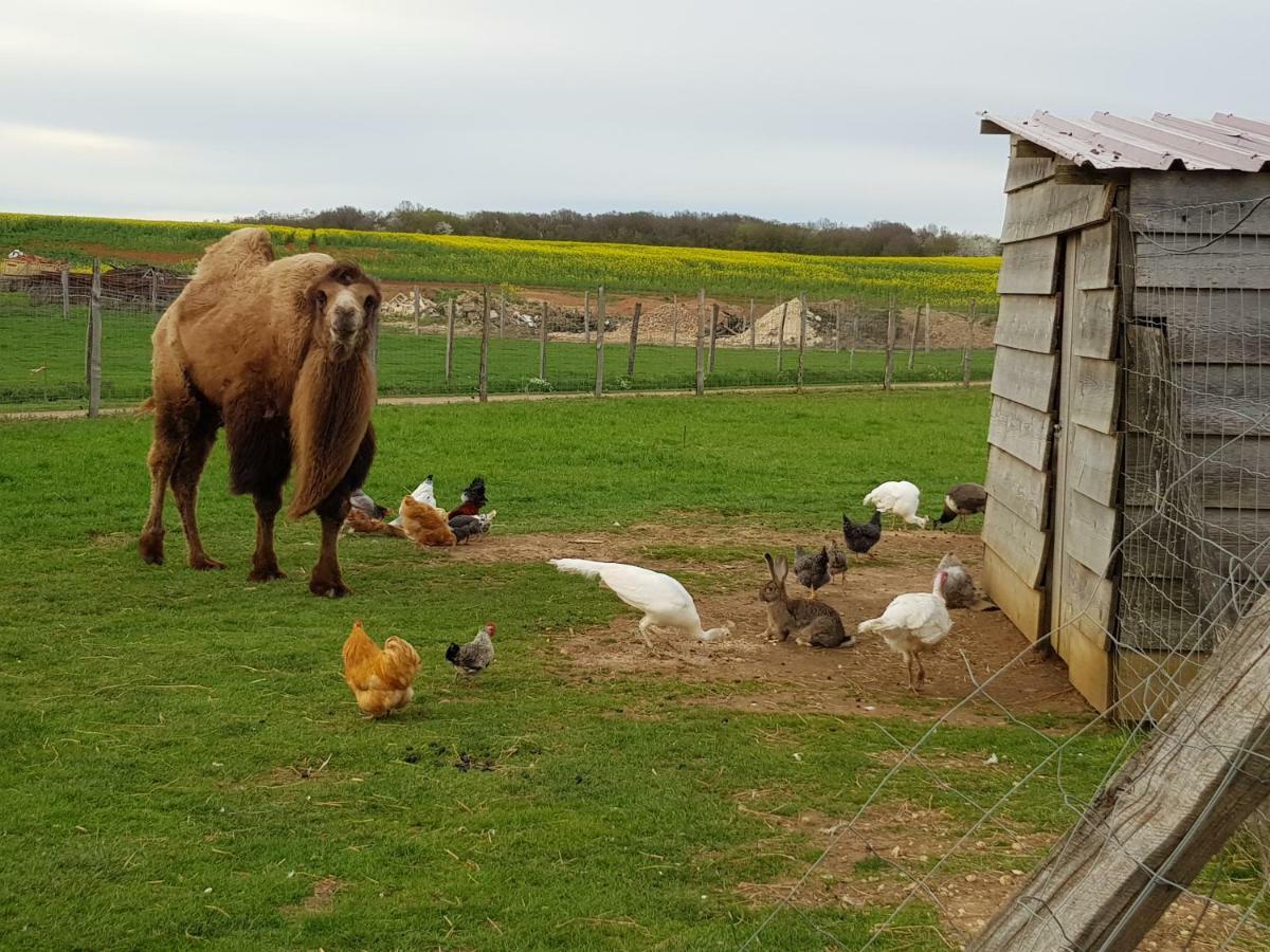 La Ferme Aux Kangourous Donzy Екстериор снимка